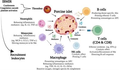 Cellular Immune Responses in Islet Xenograft Rejection